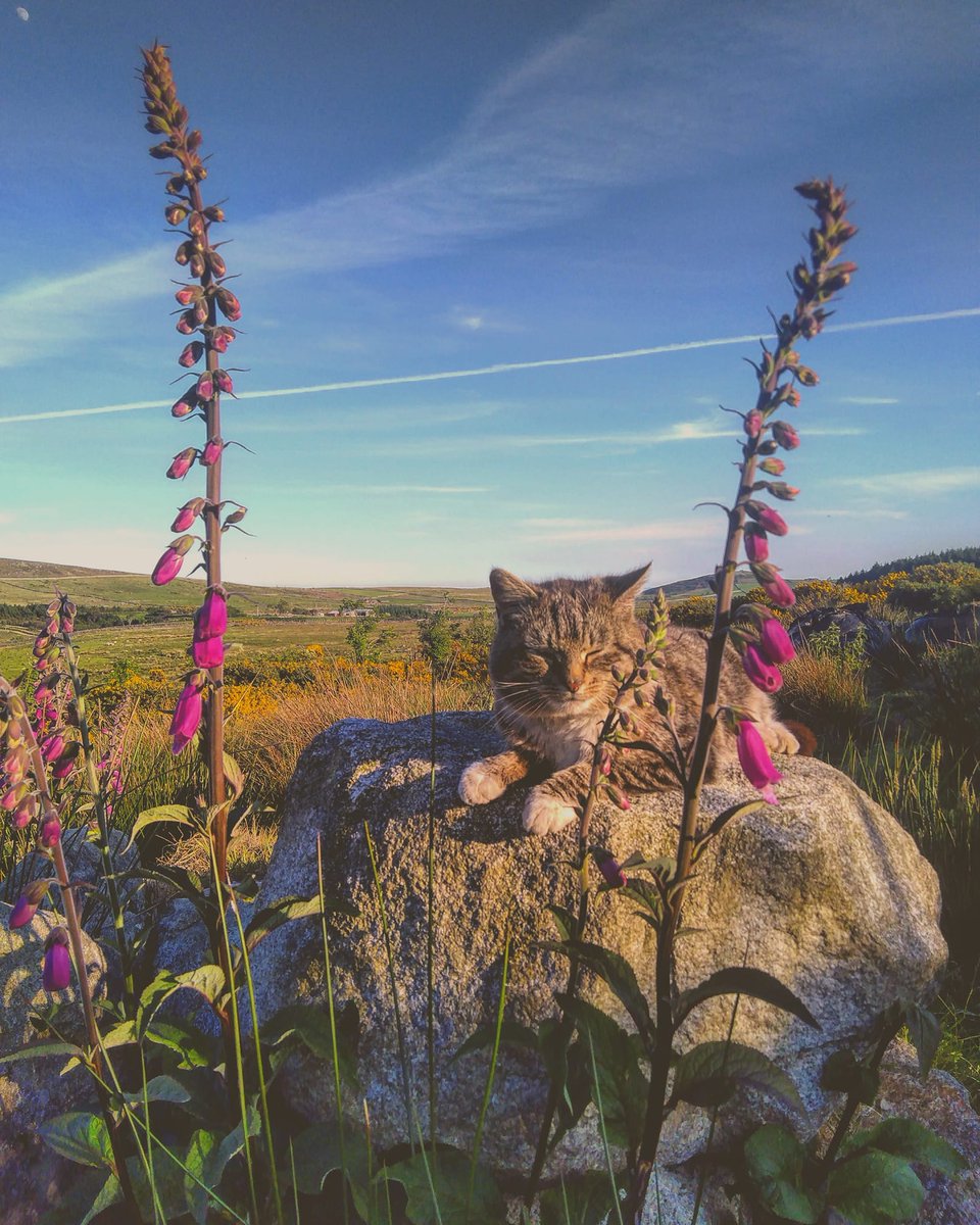 Beautiful Mourne Mountains, Co Down, N  #Ireland. Mournes are made up of 12 mountains with 15 peaks & include the famous Mourne wall (keeps sheep & cattle out of reservoir)! Area of Outstanding Natural Beauty. Partly  @NationalTrustNI. Daniel Mcevoy (with lovely cat!)  #caturday