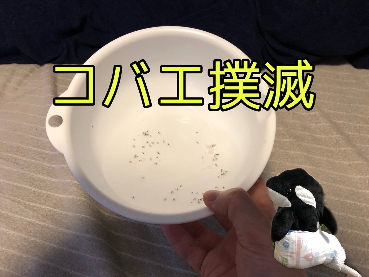 コバエトラップ コバエトラップ