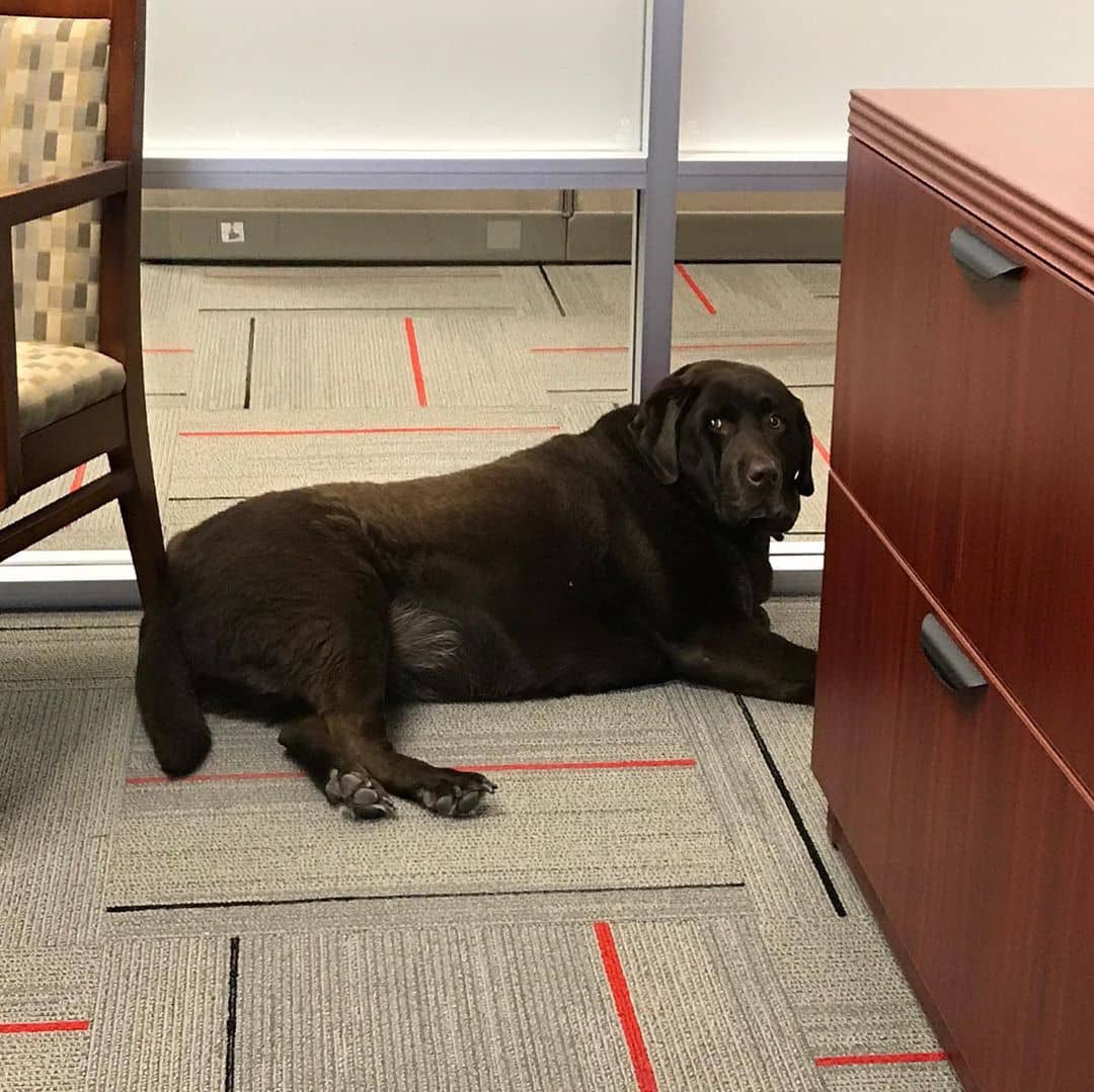 jacobsmark4's tweet image. Missed you Splash