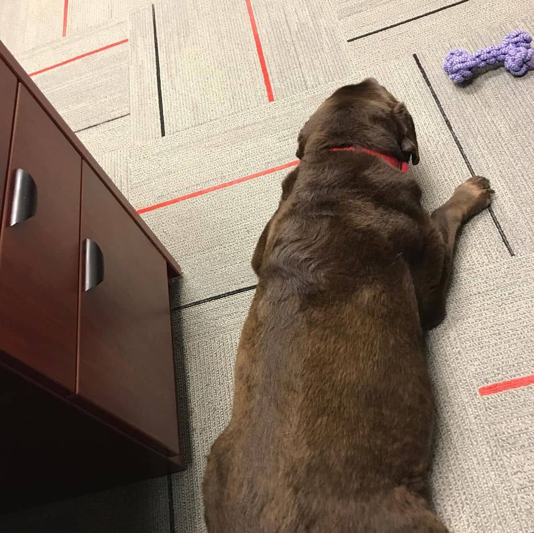 jacobsmark4's tweet image. Missed you Splash