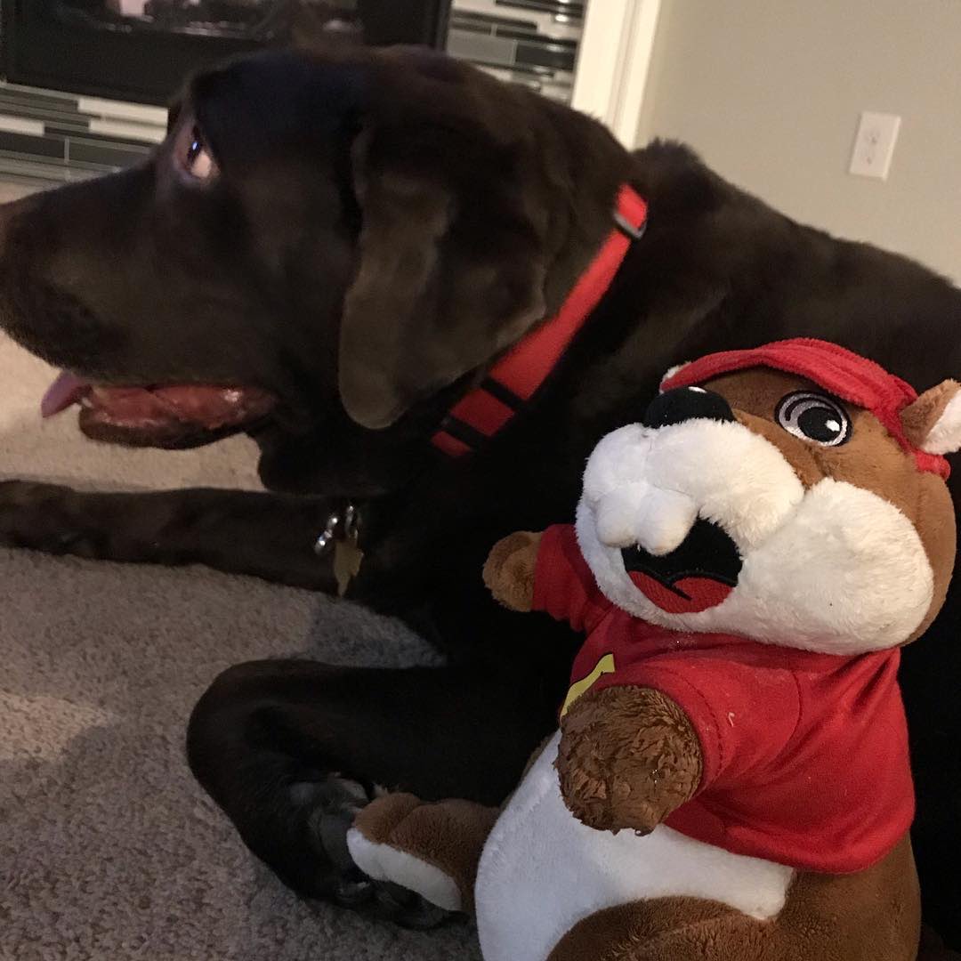 jacobsmark4's tweet image. Missed you Splash