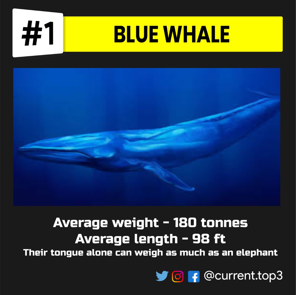 currenttop3's tweet photo. The top 3 biggest animals in the world.😯
1 ton=1000kg 
..
..
..
..
#animal #elephant #whale #colosal #biggest #heavy #world 
#bluewhale #flauraandfauna #design #art #big #livingthing #top3 #currenttop3 #best #fact #share #comment #like #funfact  
#fact #3top #dm #followformore https://t.co/3ChoKNxqCo