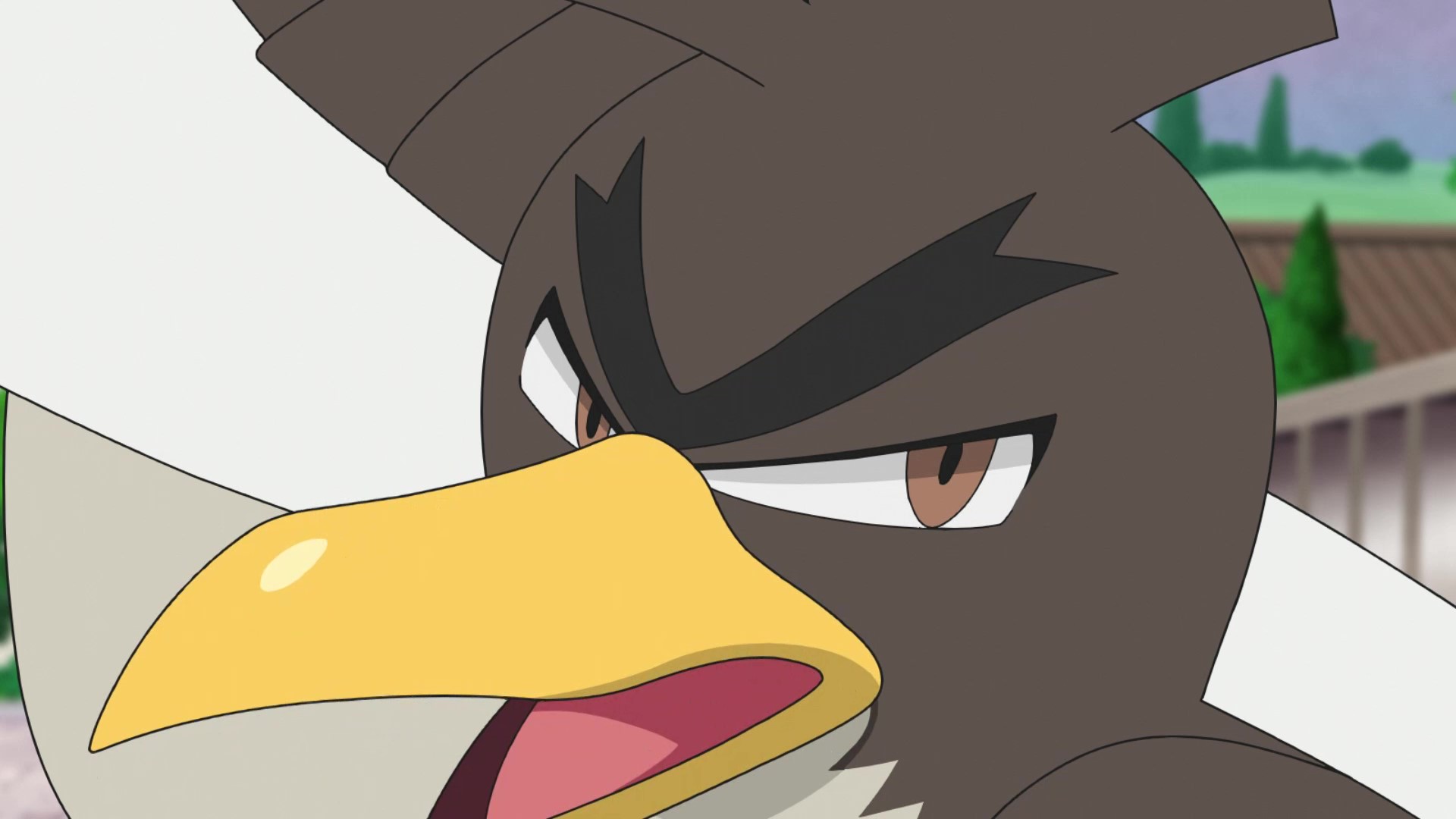 アニメ ポケットモンスター 公式 さらに 次回の アニポケ 第27話では カモネギ ガラルのすがた が初登場します 凛々しい眉毛のカモネギの活躍 どうぞお楽しみに T Co Ehwpsdjzb3 Twitter