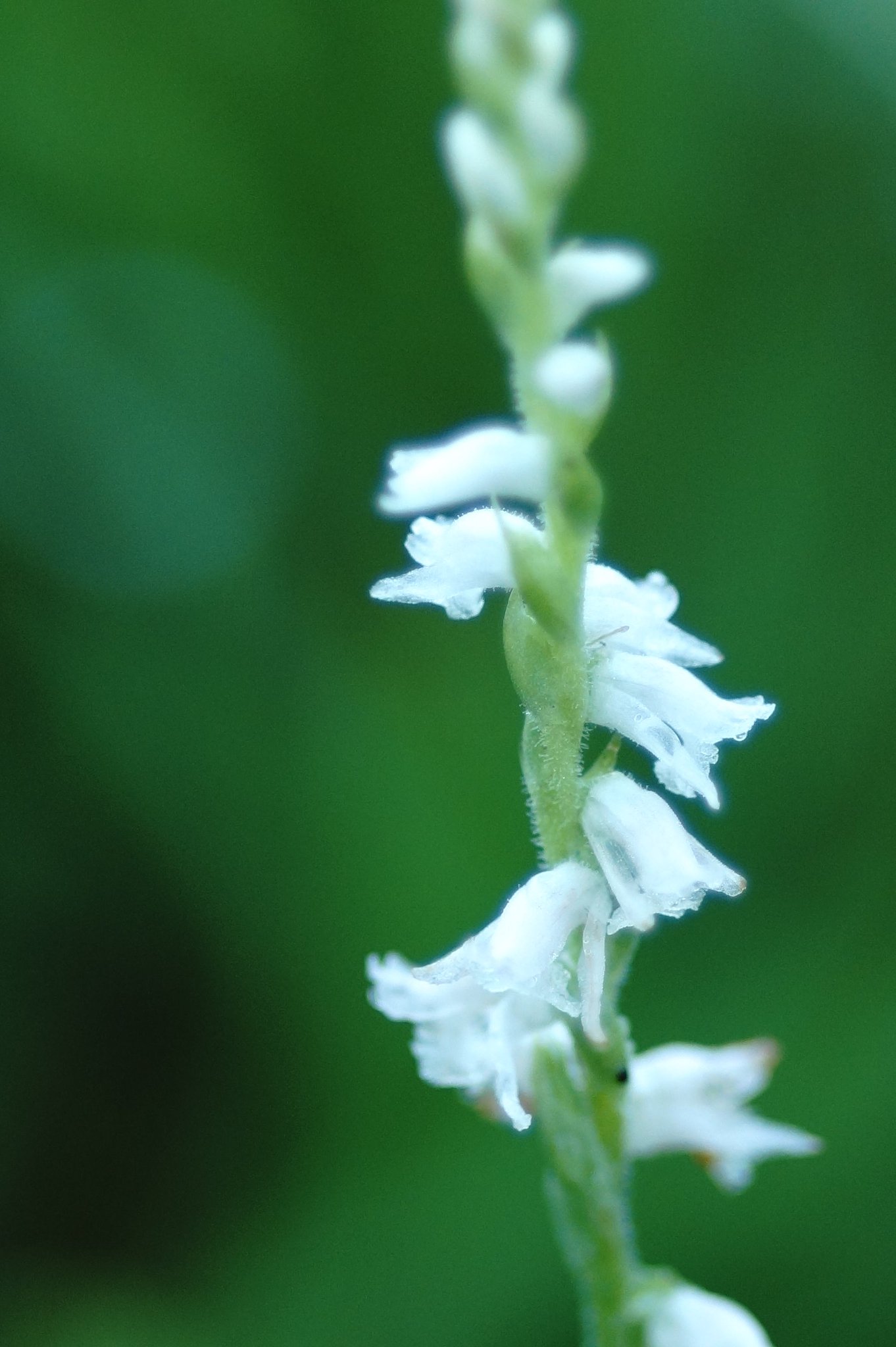 Akanta A Twitter こんばんは 初めて見た 白いネジバナ ネジバナ白 ネジバナ しずく 水玉 雨 ファインダー越しの私の世界 Photo 2 6