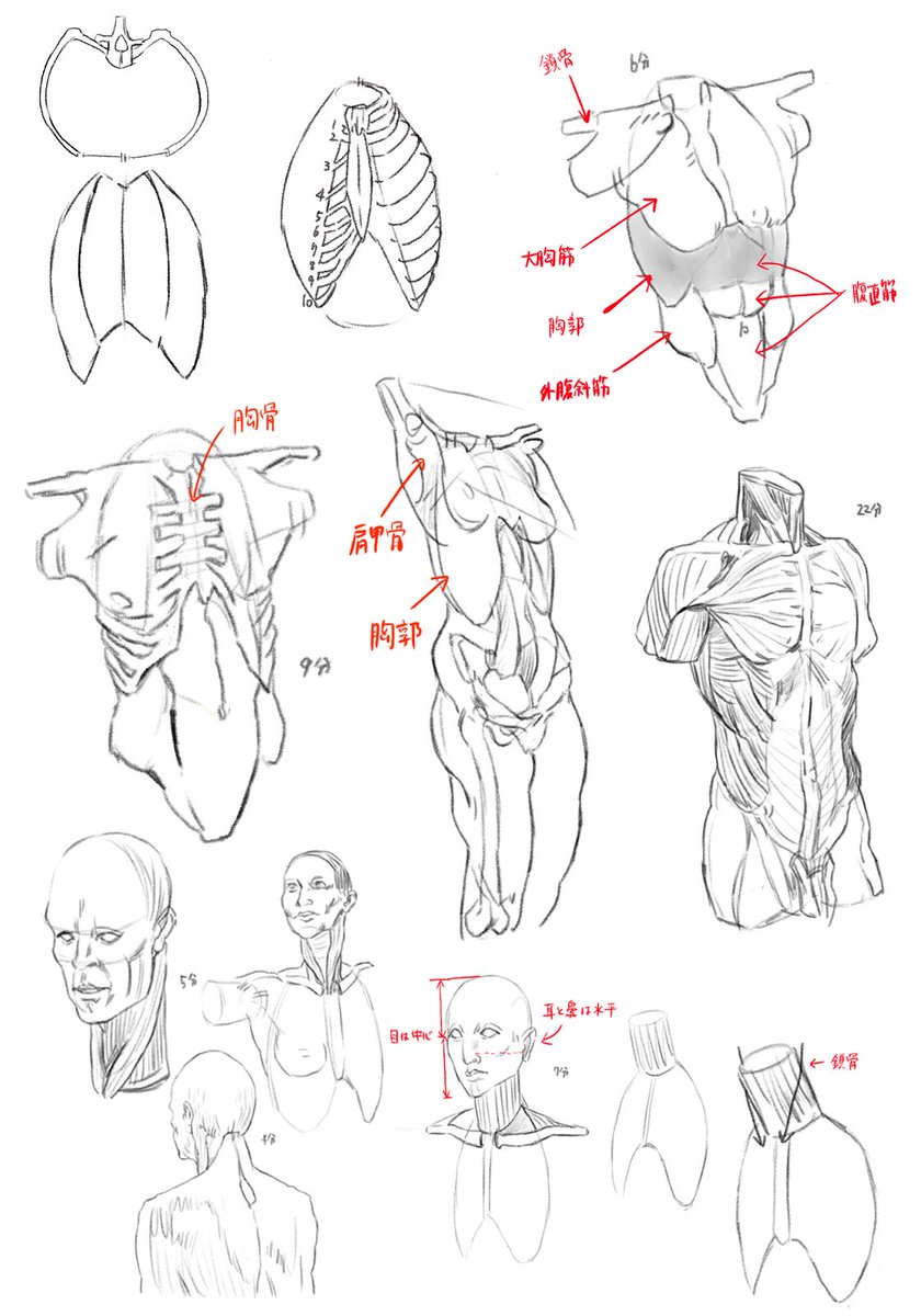 今日の解剖、基礎練が退屈になってきたなあ、でも買ったからには終わらせたいw 