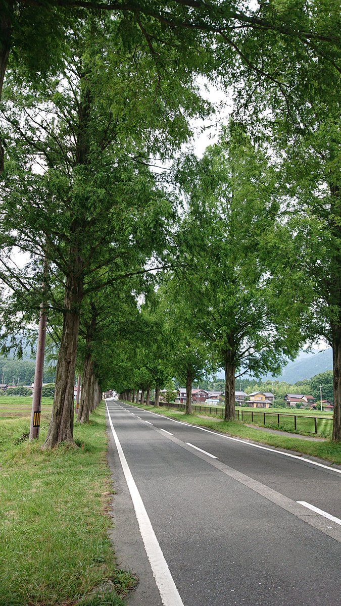 419k489k's tweet photo. メタセコイヤ並木 行ってきた🌲🌲
緑が良いところだった🥰 https://t.co/5wb6Ve87b8