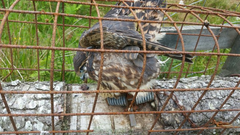 Sickening sight of a Merlin killed, all be it accidentally, in an illegally set trap. Yet somehow the Gamekeeper responsible is let off with caution!!!! Makes the blood boil. End Driven Grouse Shooting now.