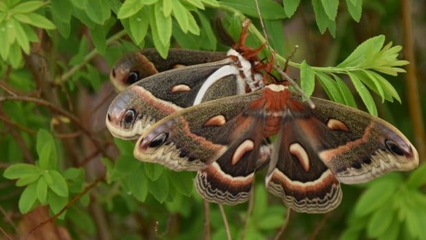 Kate's 5 fun things to do this weekend (June 26 to 28) | CBC News  #weekend  #fun #thesportscreen  buff.ly/2BdzNdS
