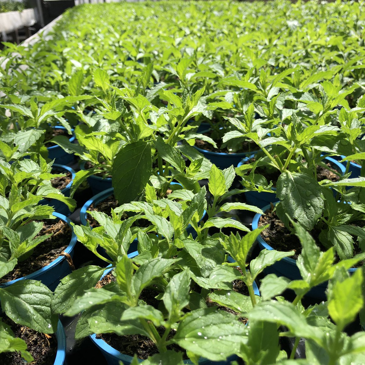 #Sommer #Sonne #cocktail #zeit #bio #organic #minze #mentha lassen sich super zu verschiedensten, leckeren Getränken verarbeiten oder hinzufügen. 

#gruengut #nachhaltig #gesundundfit