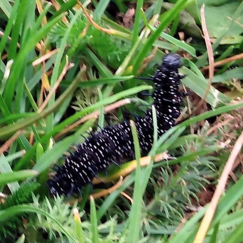 decramundo's tweet photo. Peacock butterfly caterpillar I saw in a local park recently.
#nature #tortoiseshells #nymphalidae #lepidoptera #caterpillar #butterfly #peacock #insect https://t.co/BCt53faRvO