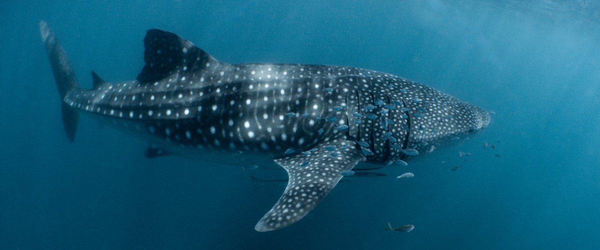 SoulSea Pixels tweet media