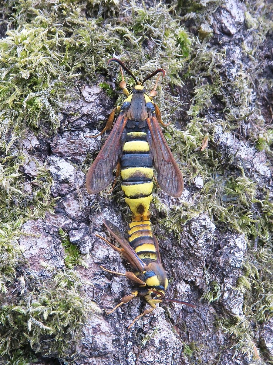 A bit of a HORNET CLEARWING bonanza this morning with two mating pairs found on a small group of poplar trees.
#longmelford #suffolk #mothsmatter
#NIW2020 #littlethingsthatruntheworld