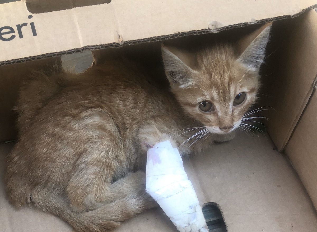 A quick thread about this kitten: I had just arrived for a quick drink at a bar by the border when I spotted her. She had a damaged leg, and someone had weirdly wrapped it up with paper and masking tape. She could barely walk and was crying.