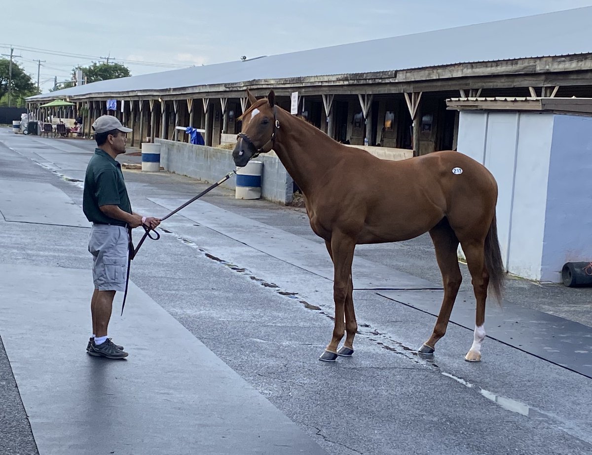 BkstrchMerecat's tweet photo. Hip 213 - colt by @TMStallions’ Not This Time out of Indian Charlie mare Sanctissima breezed in :10 1/5 @FasigTiptonCo from @DanzelbHorses #FTMidlantic https://t.co/TFClATmH6e