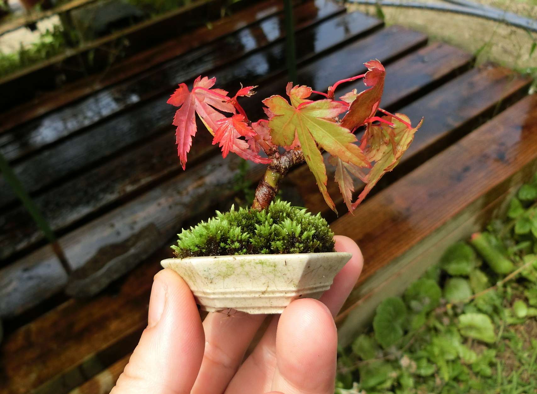 5ｃｍ盆栽 盆栽 ミニ盆栽 Bonsai モミジ 実生 ちなみにこちらは公園生まれの軸切り挿し芽モミジ6年生 今年 植え替えせず 盆栽として前進してる感はないですね 野良モミジだしね T Co Kg9onkad2d Twitter