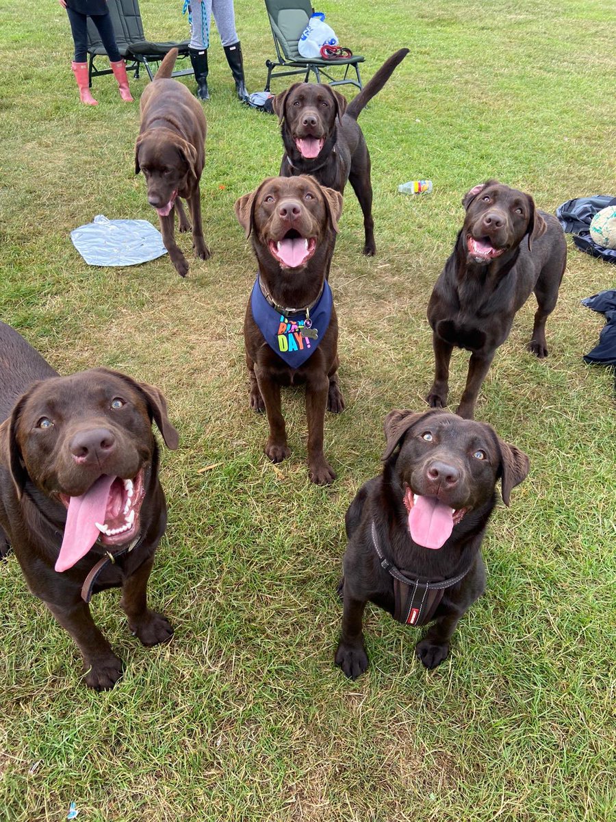 laurennaylor_x's tweet photo. It’s my dogs first birthday today and he’s having a party with his all his siblings. Please wish them all a happy birthday X https://t.co/VqwXVPnaJx