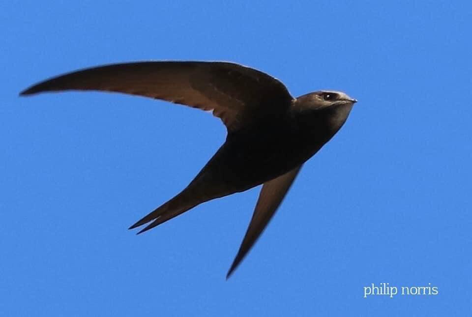 DevonSwifts's tweet image. It’s #SwiftAwarenessWeek @swiftsweek 💙

Make sure you if you see swifts nesting or see them flying at roof height to log it on #SwiftMapper 

swiftmapper.org.uk

#SaveOurSwifts @DevonBirds @NESouthWest @southdevonbirds #DevonSwifts 

Photo: Phillip Norris