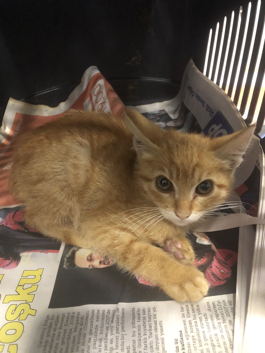 I genuinely thought she wouldn’t make it through the first night at the vet. I doubt she would have lasted longer than a day or two on the street. But she stayed at the vet a week and I went to visit her.