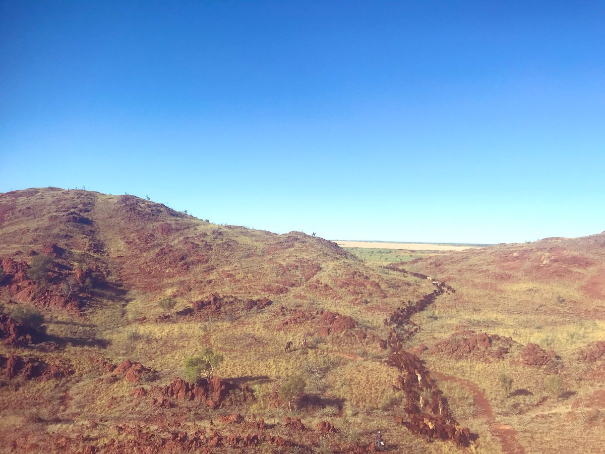 ABCoppin's tweet photo. Spot Martha? #muster20 #outbackbeef https://t.co/ZYFfh7nZQs