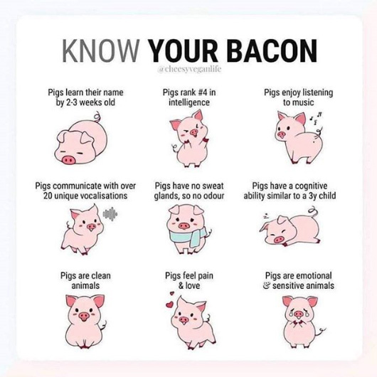 Pigs are amazing! WHY would anyone want to eat them? 😔⁠

#pork #bacon #bacontime  #maketheconnection #animalsarenotfood #crueltyfreeliving #crueltyfreelife #meatless #GoVeganfortheAnimals #veganvibes #AACC #GoVegan