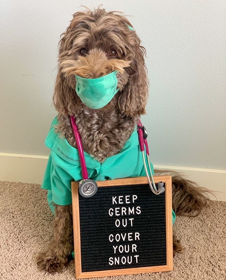 Listen to DOGtor Ralph: Wear a face covering and remember to wash your paws! 🐶😷 #MaskUpIA