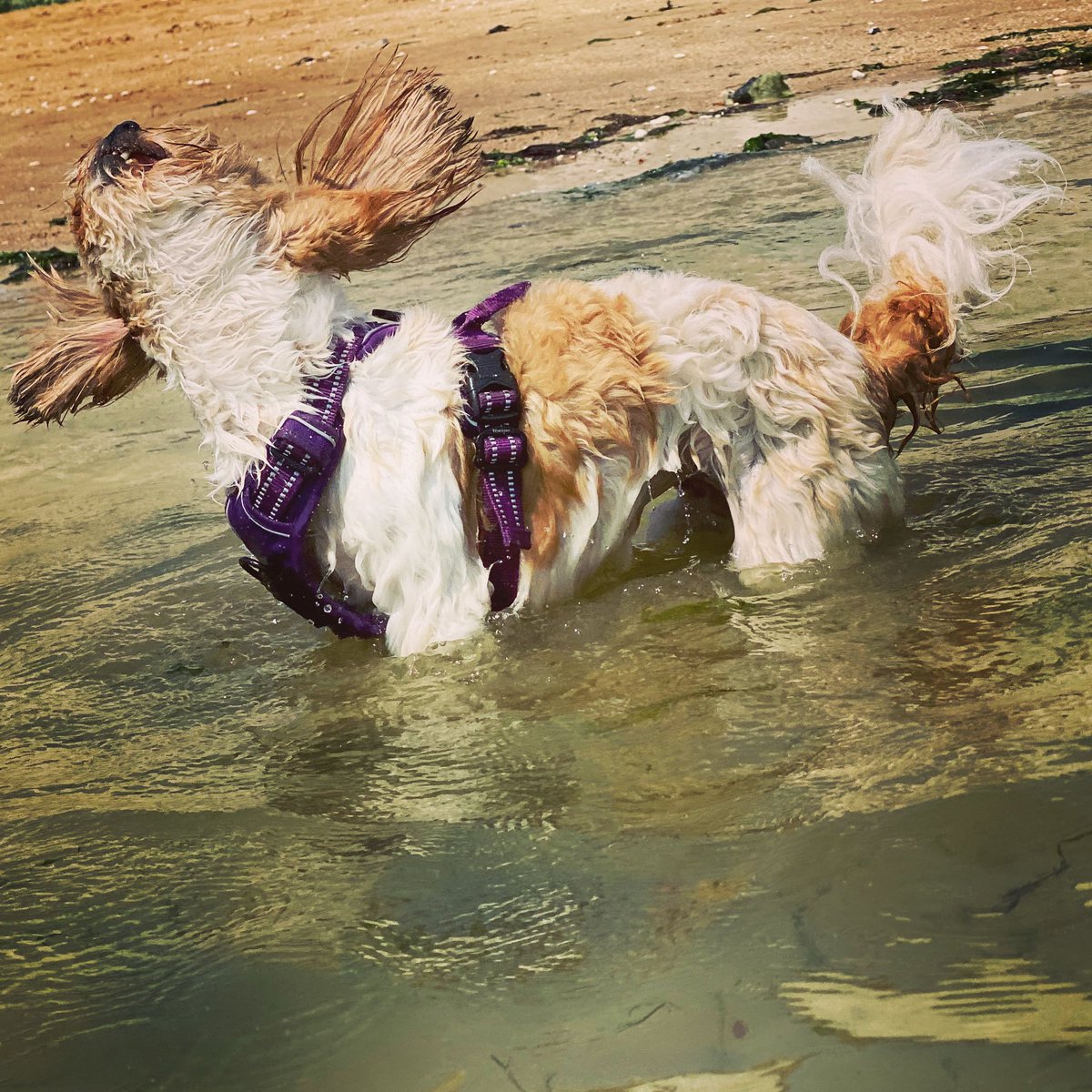 Puhthepuppy's tweet photo. My sister doing windmill Wednesday. #woof #DogsofTwittter #dogs #puppy #shaking #ZSHQ #cutest #SheIsTei🐶🐾💕 https://t.co/VSjC2dzaDw