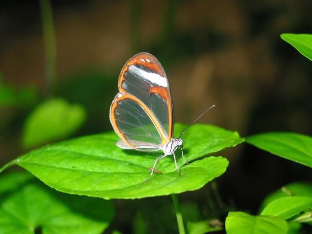 In Belize, it's considered good luck for life if you catch one of these rare Glass Wing butterflies.
#vegantravel #vegantraveller #vegantravelagent #hamont #vegancommunity #belize #useatravelagent 
#luxuryjet #luxuryprivatejets #luxurylifestyle #luxurytravel #luxury
#timetotravel