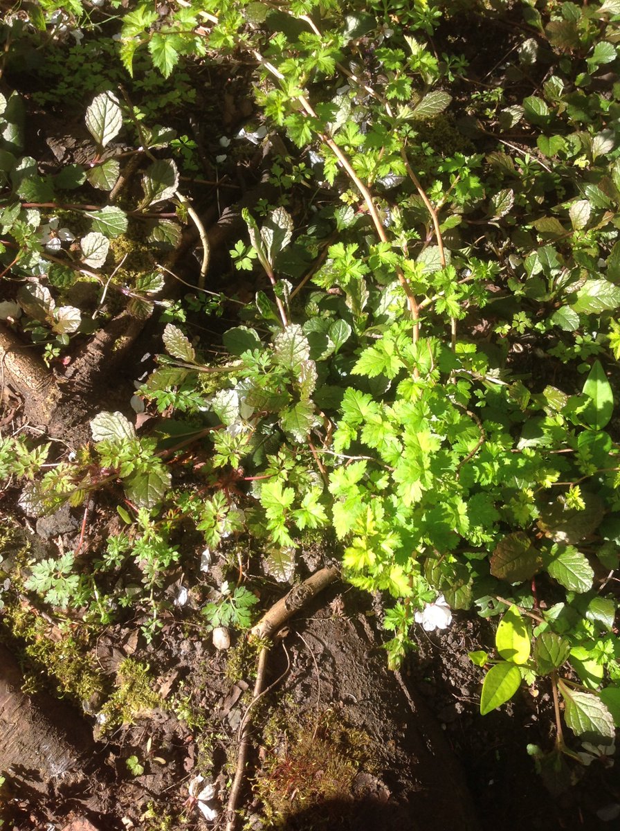 Hal_Duncan's tweet photo. Day 105 of #100DaysOfPlants and U is for unknown in Undercherry. I really like the way this wee thing grows, halfway between shrub and rambling ground cover, and its bright green makes a great contrast with the bugle, after the herb robert is gone over and cleared. https://t.co/c0odkFadmN