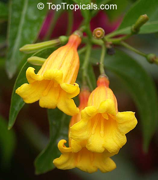 toptropicals's tweet photo. #Hamelia cuprea - Bahama Firebush. Cute yellow bell-like flowers! If you want yellow to get involved in the design, then you've got to add Bahama firebush. Large leaves make it good for screening. Great butterfly attractor.
https://t.co/fI6sSKzcFi
#tropicalplants
#SaturdayMorning https://t.co/bCgtUntlMF