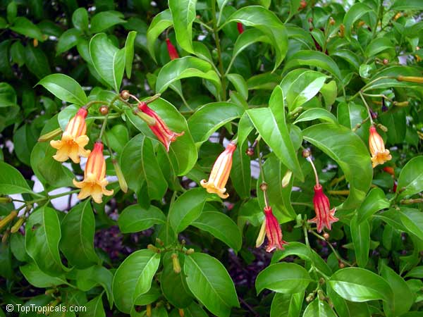 toptropicals's tweet photo. #Hamelia cuprea - Bahama Firebush. Cute yellow bell-like flowers! If you want yellow to get involved in the design, then you've got to add Bahama firebush. Large leaves make it good for screening. Great butterfly attractor.
https://t.co/fI6sSKzcFi
#tropicalplants
#SaturdayMorning https://t.co/bCgtUntlMF