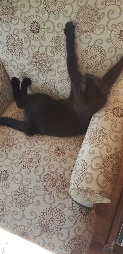 BerkleyBlackCat's tweet photo. Fun Berkley Fact!
Berkley loves chairs! When he attends events or gets to visit friends and family, he needs to have his own chair or he will steal one.
#berkleytheblackcat #catambassador #blackcatsofinstagram #adventurecat #catsofintagram #adoptvolunteerdonatefostereducate https://t.co/gtMZyT6oYD