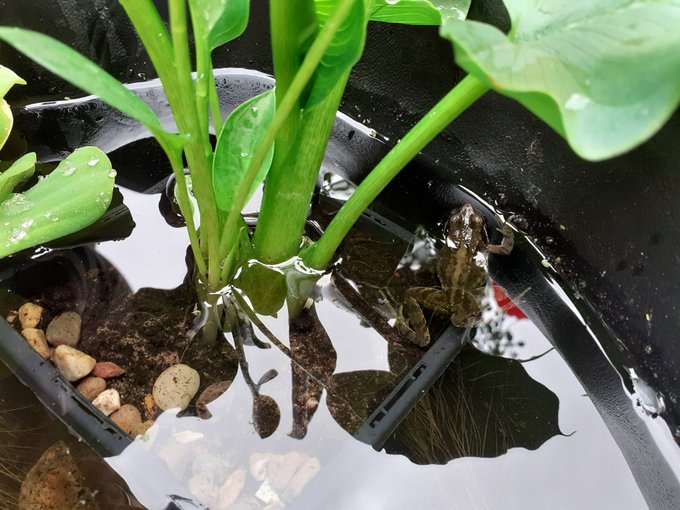 MarieBSays's tweet photo. @BBCSpringwatch We are so excited!! Installed a small pond last week, added plants to it yesterday and already a frog has moved in. Can't wait to see what other wildlife we'll see in the coming months 😃  #Springwatch https://t.co/GHSfvtezqX