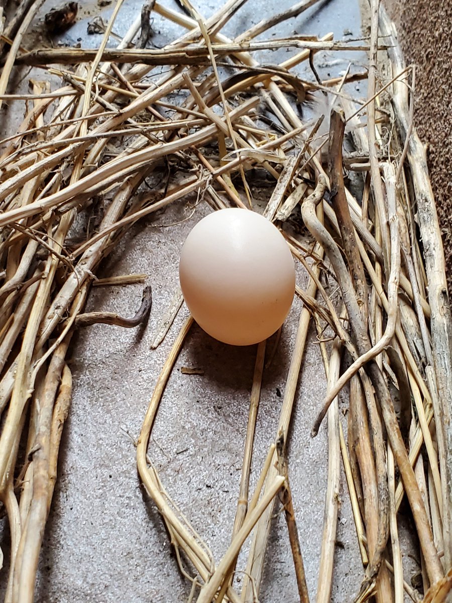 the pigeons have built a quasi nest and laid an egg on my patio