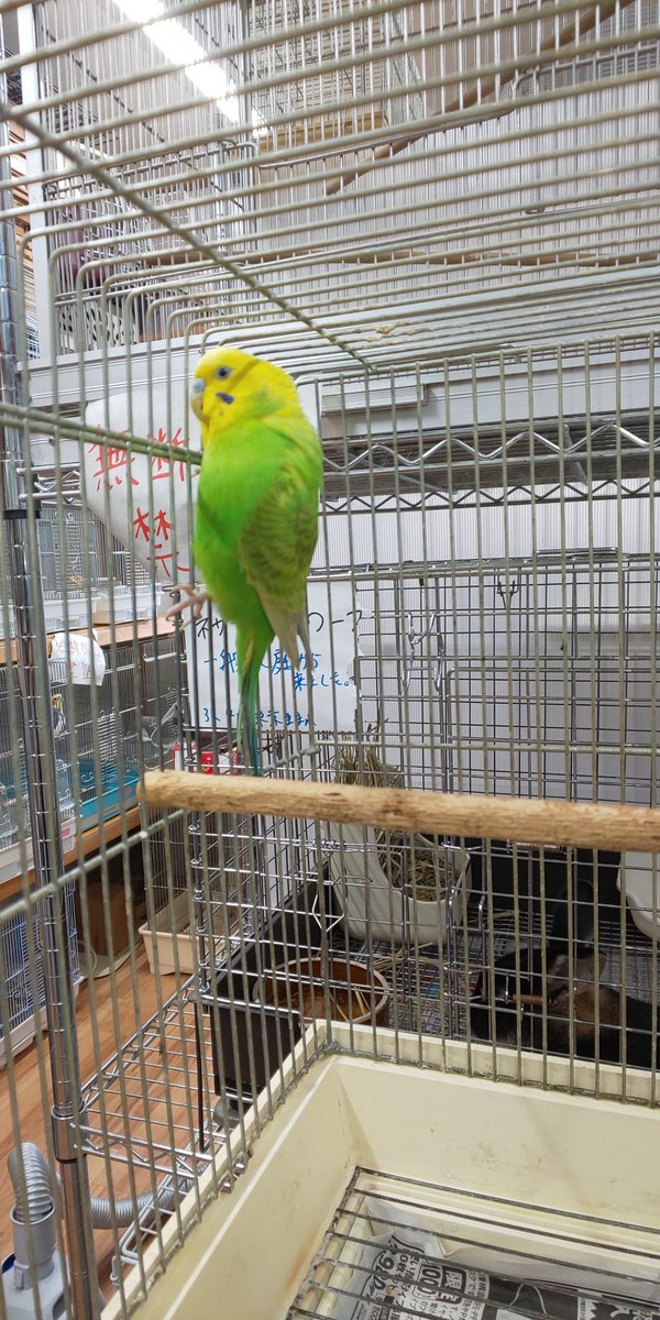 ことりのおうち インテリアグリーンaqua 長後こども食堂 里親募集 かいせん症のセキセイインコ7才4羽が持ち込まれました 家族としてお迎えしてくださる方いましたら一度対面しに来てみてください ことりのおうち バードアニマルレスキュー