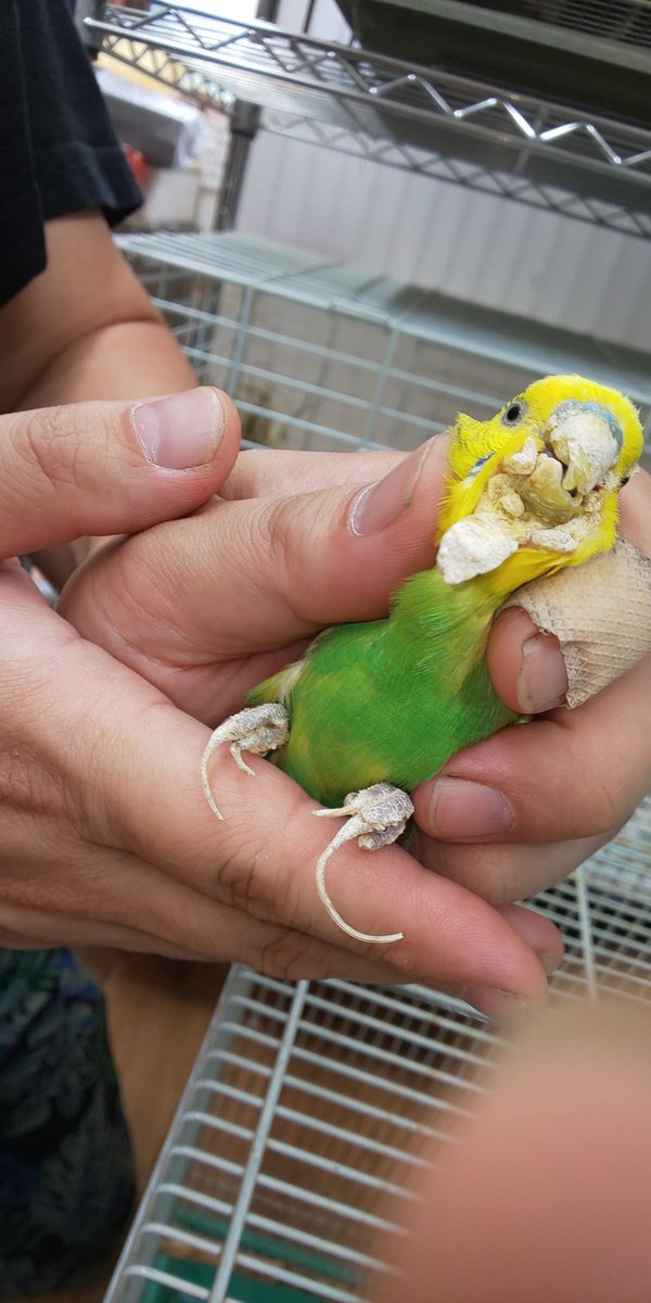 ことりのおうち インテリアグリーンaqua 長後こども食堂 里親募集 かいせん症のセキセイインコ7才4羽が持ち込まれました 家族としてお迎えしてくださる方いましたら一度対面しに来てみてください ことりのおうち バードアニマルレスキュー