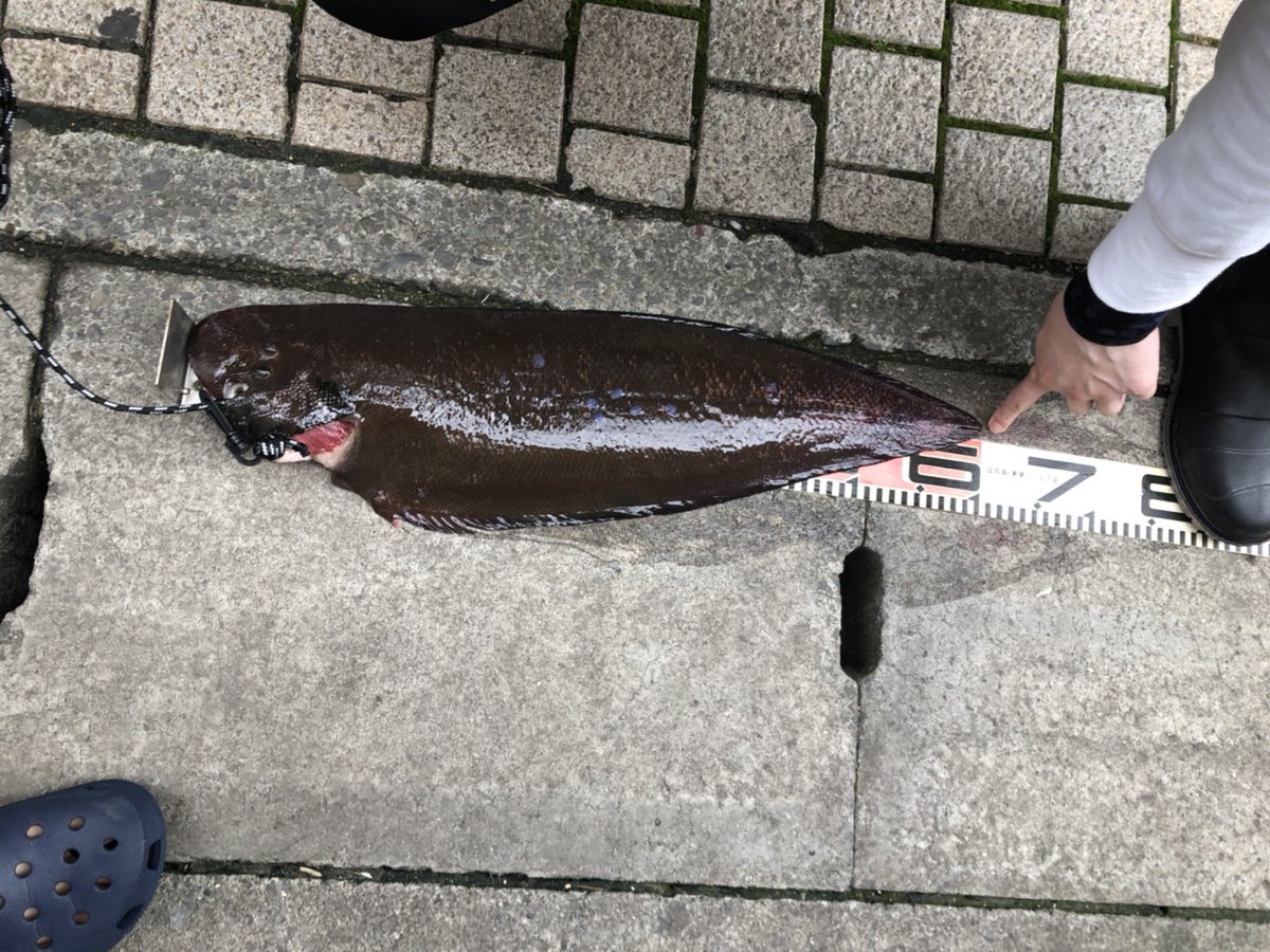 外山 将平 シタビラメ 60cmジャスト このサイズは珍しいらしく 最初変な生きものが上がったとビビりました笑 フランス 料理の高級魚なのでムニエルで美味しく頂きましたよ カンパチの子供のショゴも上がり ワカシも大爆釣です笑 趣味 ライト 外山 将平 シタビラメ 60cmジャスト このサイズは珍しいらしく 最初変な生きものが上がったとビビりました笑 フランス 料理の高級魚なのでムニエルで美味しく頂きましたよ カンパチの子供のショゴも上がり ワカシも大爆釣です笑 趣味 ライト