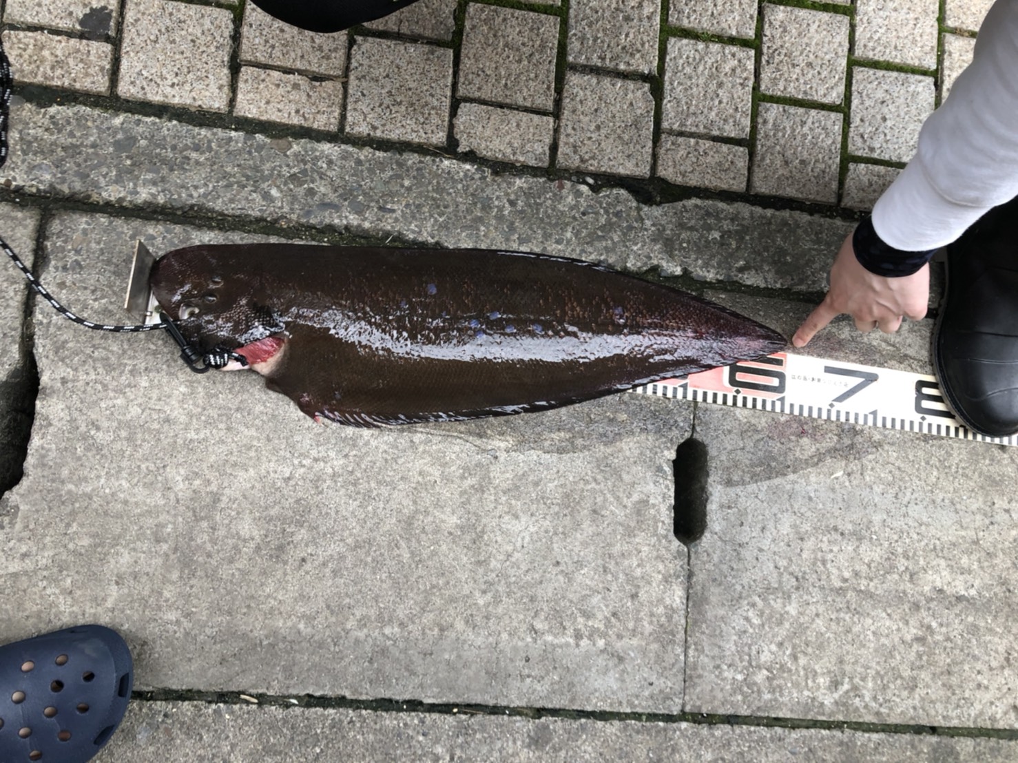 【一点物】　レントゲン魚拓　舌平目 日本記録超え!?】 湘南で大型の舌平目が釣れまして、、 え