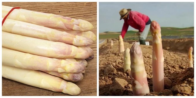 El espárrago blanco es de ese color porque se cultiva bajo tierra, a resguardo de la luz solar. Su precio es tan alto por varios motivos: se recogen uno a uno, la planta tarda 2 años en dar una cosecha completa, breve estacionalidad, producción muy localizada  #gominolasdepeseta