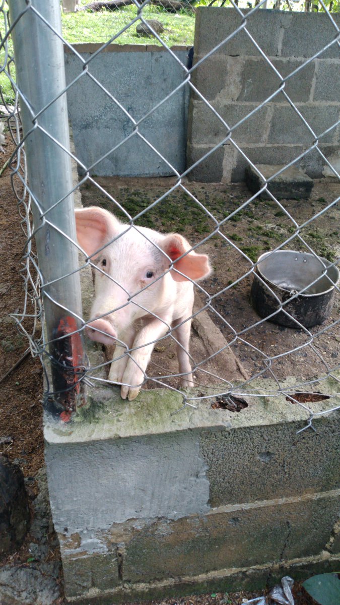 Mario21496's tweet photo. 🐷 https://t.co/iQ6f1JKQwR