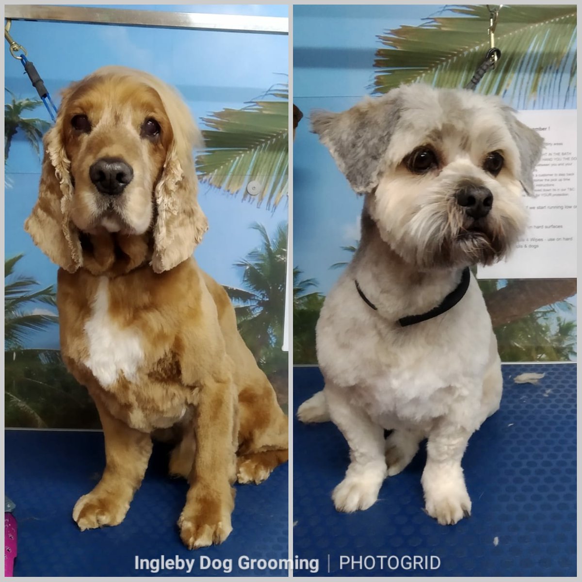 ingleby dog grooming