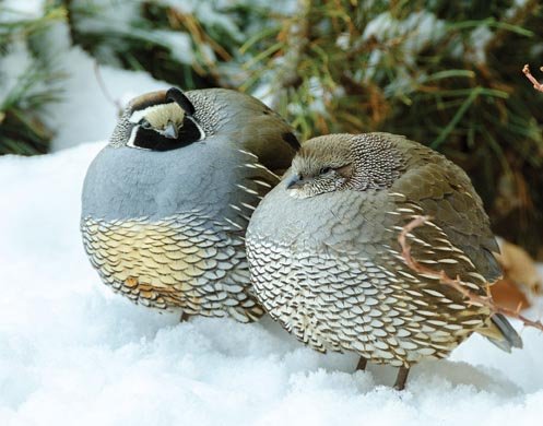 Quails (even ones without the head dongle)