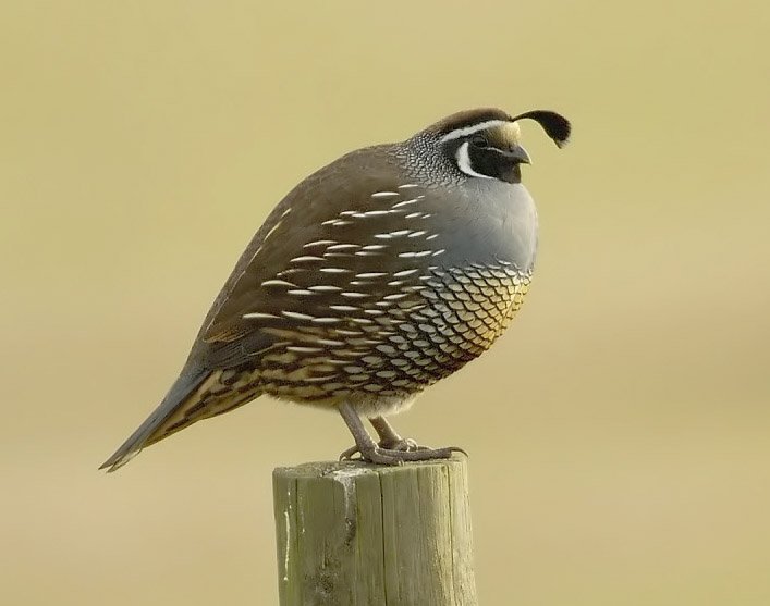 Quails (even ones without the head dongle)