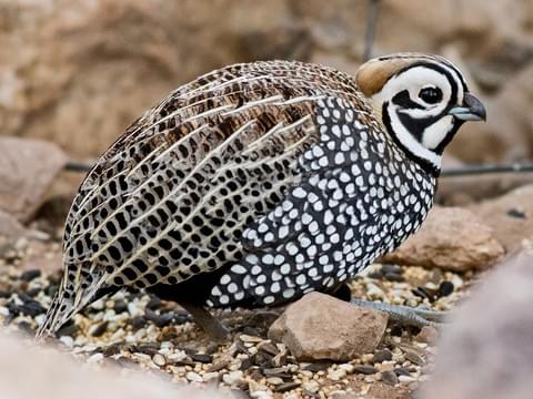 Quails (even ones without the head dongle)