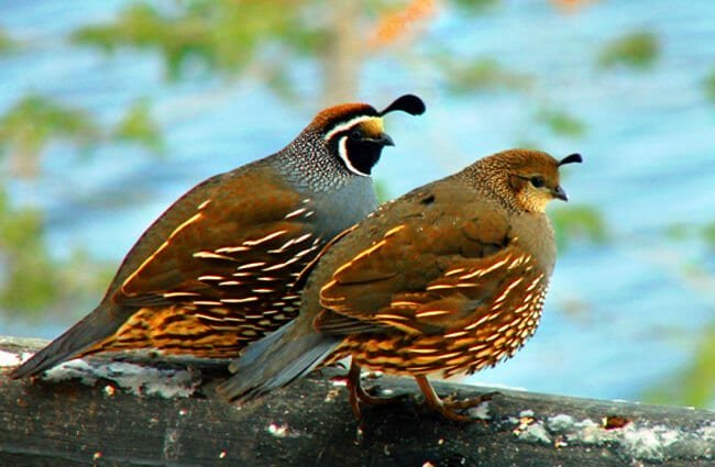 Quails (even ones without the head dongle)