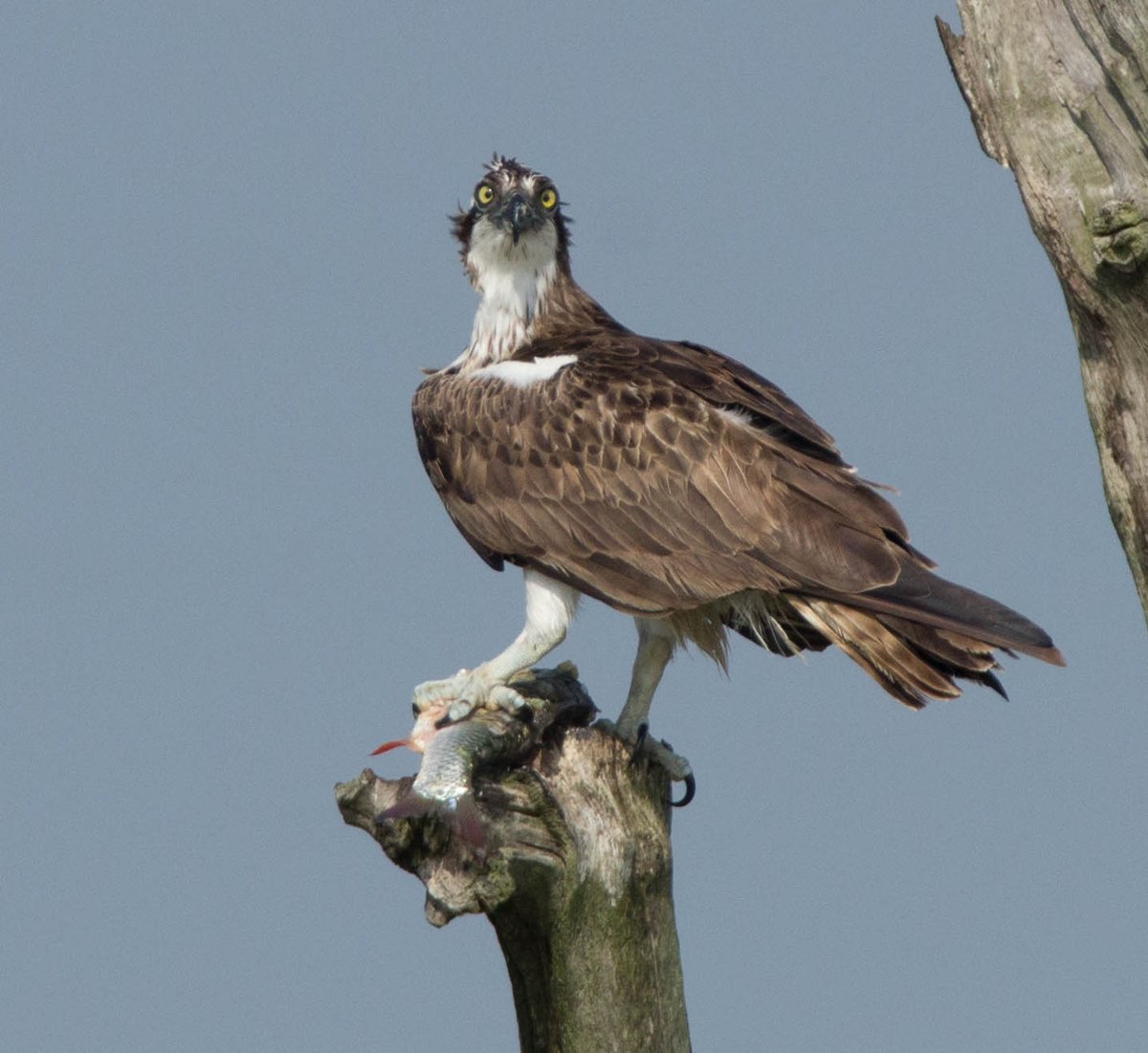 Blakecone's tweet photo. #osprey having a #fish, nature #today @ItFryskeGea
 @waarneming @ArjanvanVelzen
@DTChapmanPics @007_edit @marcesherwood
@DundeePoet @AnjaOlaf @AngryTheInch
@BBCSpringwatch @natgeowild @NatGeoPhotos @MeLinNature https://t.co/nWXmvHr7PV