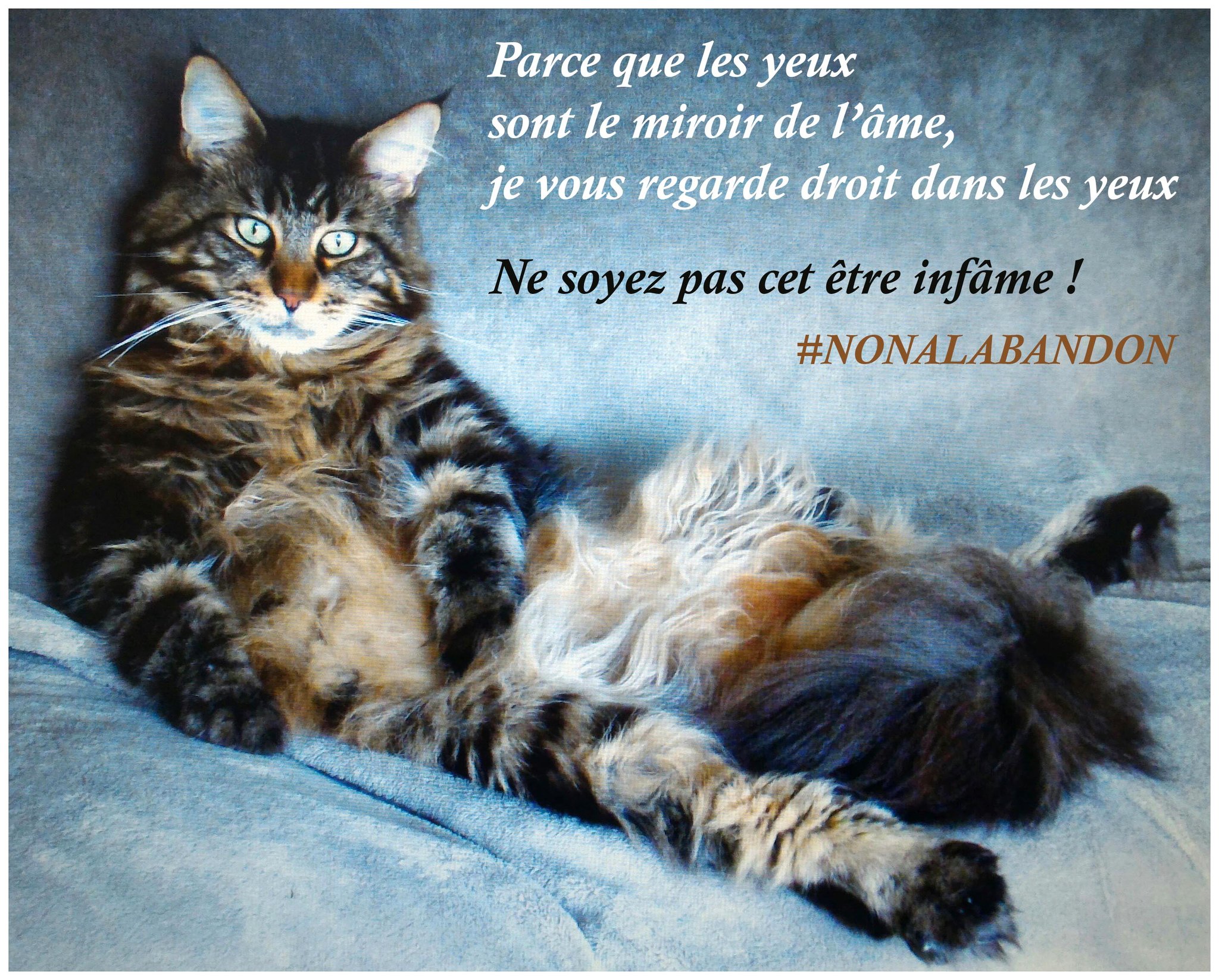 Derimes Mon Chat Murphy A Un Message Nonalabandon Journeemondialecontrelabandon Toussensibles Bienetreanimal T Co Go51dnpwob Twitter