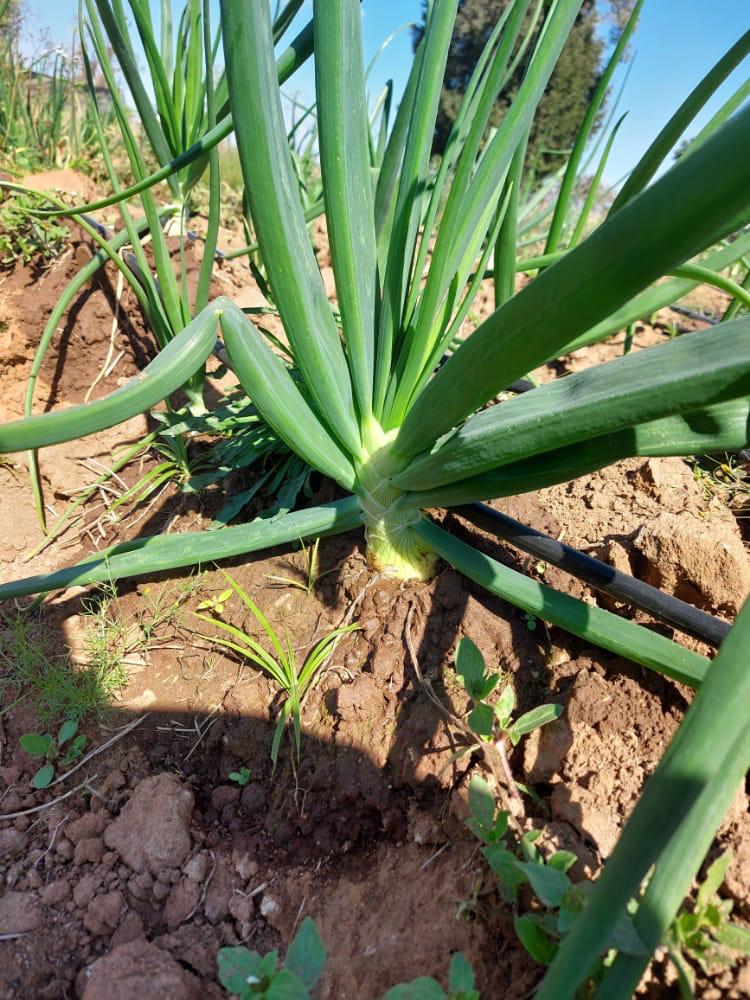 TshedzoPty's tweet photo. Tshedzo_farming🥬
We farm,you eat 🥬
We have mustard green(mutshaini) and onions
Available in bunch and bulk orders
Delivery around limpopo
📧Info@tshedzogroup.com
📧Farming@tshedzogroup.com
📞0658175712¦0768398926
Rt🙏 4 awareness
#GirlsTalkZA
#ShuduMustRise
#JusticeForSAMining https://t.co/XsqlnEDE3l