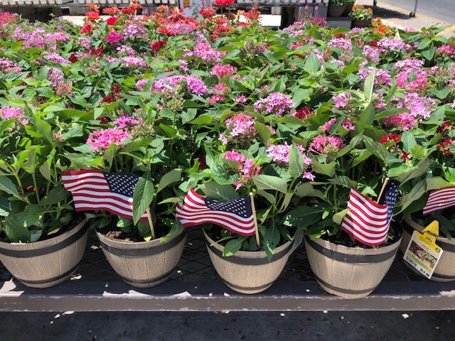 Patriotism in bloom!!!