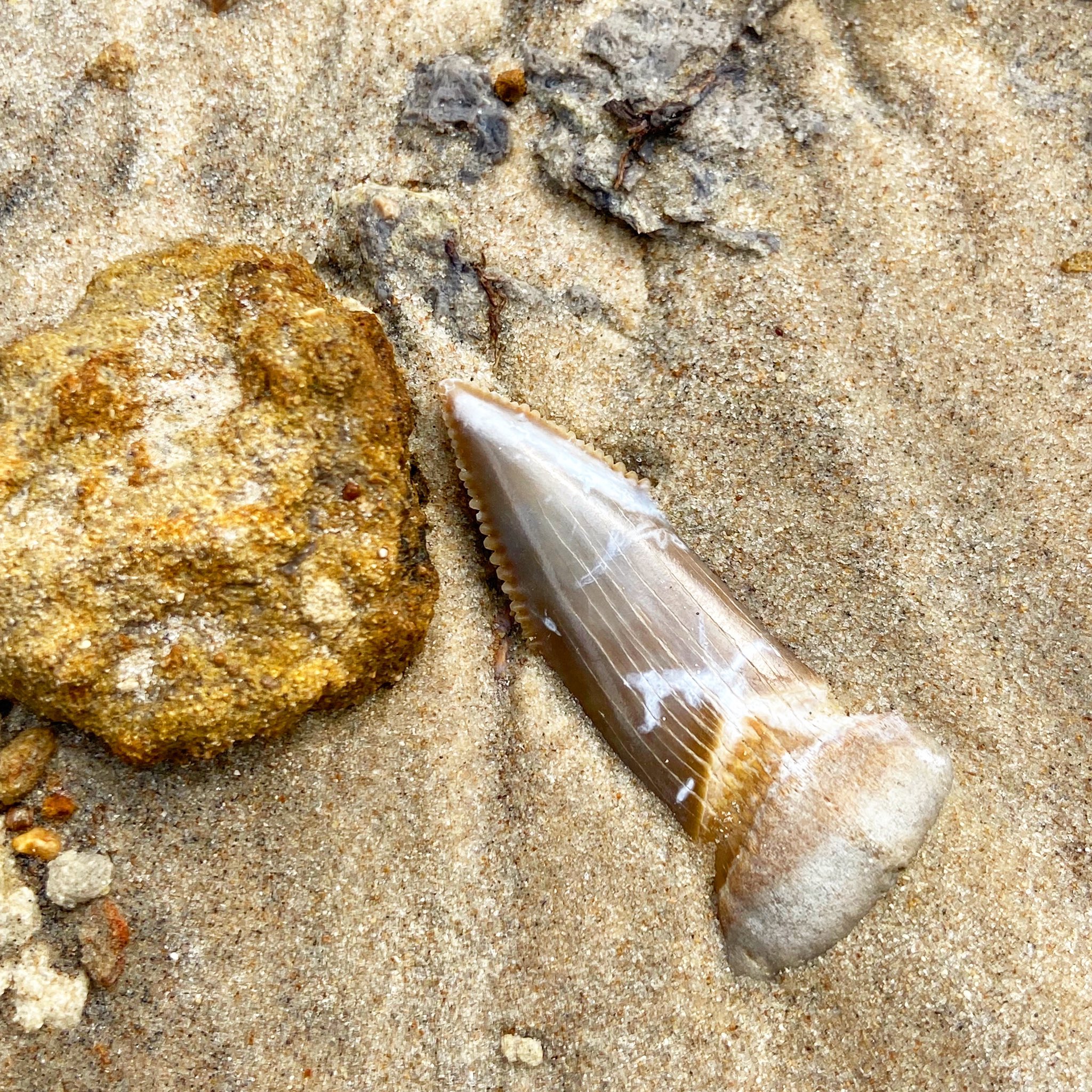 A Guide to Fossils on Twitter "Lordy, LORDY! 😱🤩😍 Would