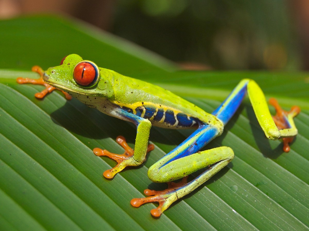 Red-eyed tree frogs